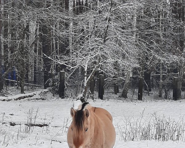 Pferd Tristan vom Elbenland (Fjordpferd, 2019, von Davinci vom Elbenland)