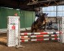 jumper Big Chocolate (New Forest Pony, 2008, from Orlando)