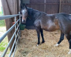 broodmare Fleur de Lys R (Oldenburg, 2010, from Farewell III)