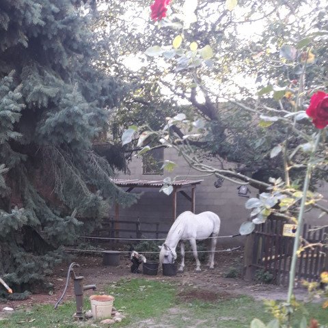 stallion Advokat (German Riding Pony, 1993, from Astor B 84 DDR)