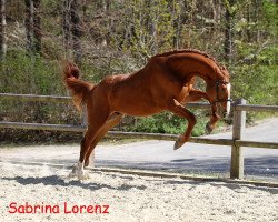 jumper Louis de Fetan (Hanoverian, 2017, from Lamm de Fétan)