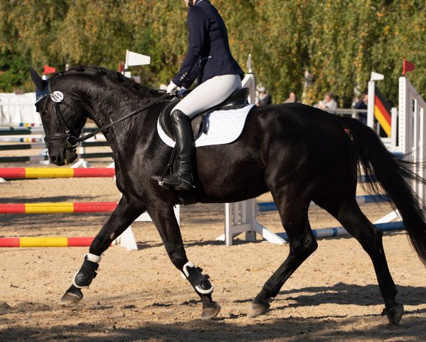 dressage horse Nico (Hanoverian, 2016, from Dubarry 41)