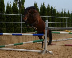 broodmare Shamrocks Girl (Oldenburg, 2007, from Shamrock)