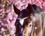 dressage horse Daylight (Hanoverian, 2009, from Dancier)