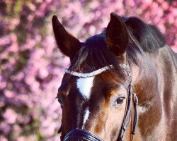 dressage horse Daylight (Hanoverian, 2009, from Dancier)