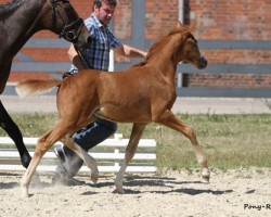 Dressurpferd Jolie Claire HS (Deutsches Reitpony, 2013, von Sweet Little Dream HS)