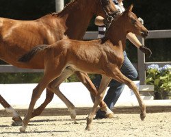 stallion Woodstock (German Riding Pony, 2013, from Orchard Wildeman)