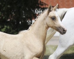 Pferd Fairytale (Deutsches Reitpony, 2013, von Golden State 2)