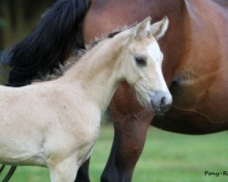 horse Caillon (Deutsches Reitpony, 2013, from HET Golden Dream)