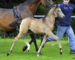 Deckhengst Ambrosius 27 (Deutsches Reitpony, 2013, von A new Star)