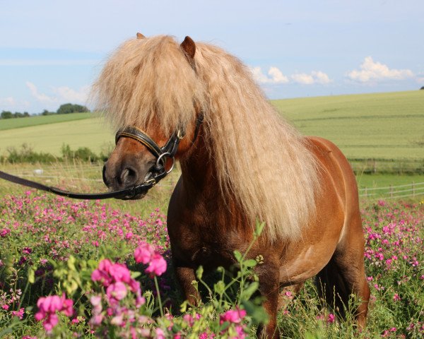 Pferd Sir Fedon II MRH (Shetland Pony, 2016, von Sir Wolter van de Bekkenkamp)