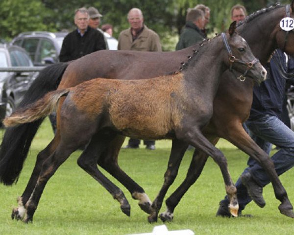 dressage horse Heiligenbergs Reich und Sexy (German Riding Pony, 2013, from Rex the Robber)