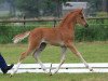 Dressurpferd Princess on the pea (Deutsches Reitpony, 2013, von Heidbergs Nancho Nova)