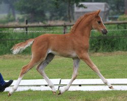 dressage horse Princess on the pea (German Riding Pony, 2013, from Heidbergs Nancho Nova)