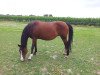 broodmare Dusty 318 (German Riding Pony, 1996, from Diskus)