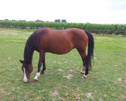 broodmare Dusty 318 (German Riding Pony, 1996, from Diskus)