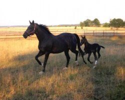 broodmare Ronja (Bavarian, 1995, from Ravallo 115 FIN)