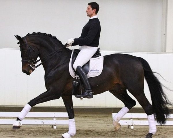 stallion Ron Rubin (Oldenburg, 2002, from Rubin Royal OLD)