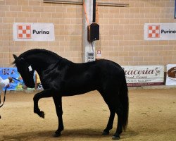 dressage horse T.F. Magico (Murgese, 2016, from Callisto)