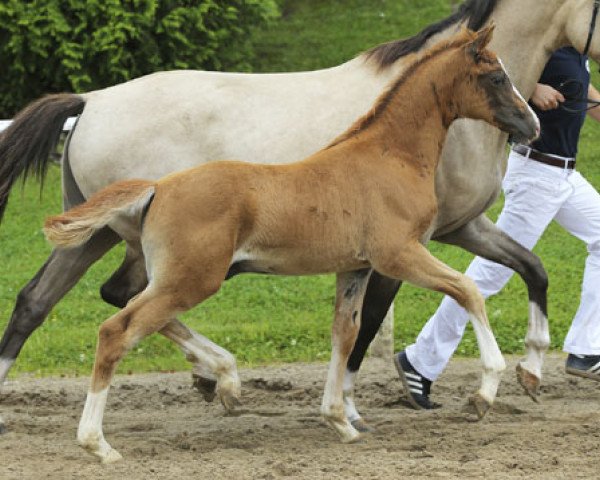 dressage horse Classic Paradise (German Riding Pony, 2013, from Classic Dream FH)