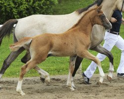 dressage horse Classic Paradise (German Riding Pony, 2013, from Classic Dream FH)