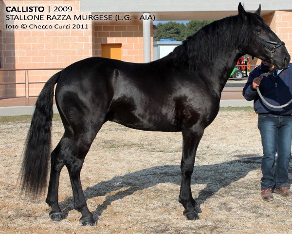 stallion Callisto (unknown,  )