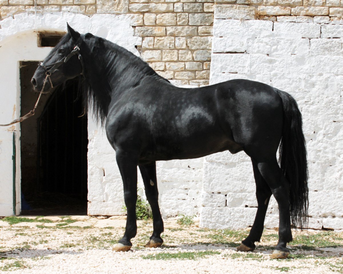 stallion Paisiello (unknown,  )