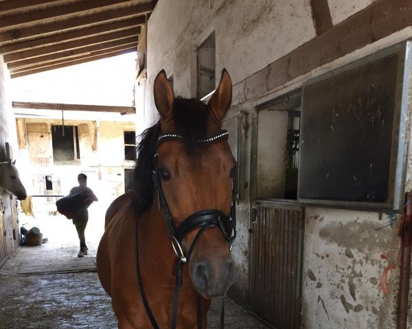 dressage horse Champion (German Riding Pony,  , from Quintus 112)