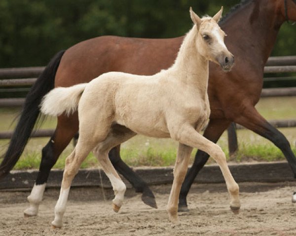 dressage horse Golden Sunshine 22 (German Riding Pony, 2013, from Hesselteichs Grimaldi)