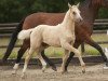 dressage horse Golden Sunshine 22 (German Riding Pony, 2013, from Hesselteichs Grimaldi)