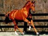 stallion Belucci (Hanoverian, 1983, from Bolero)