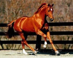 stallion Belucci (Hanoverian, 1983, from Bolero)