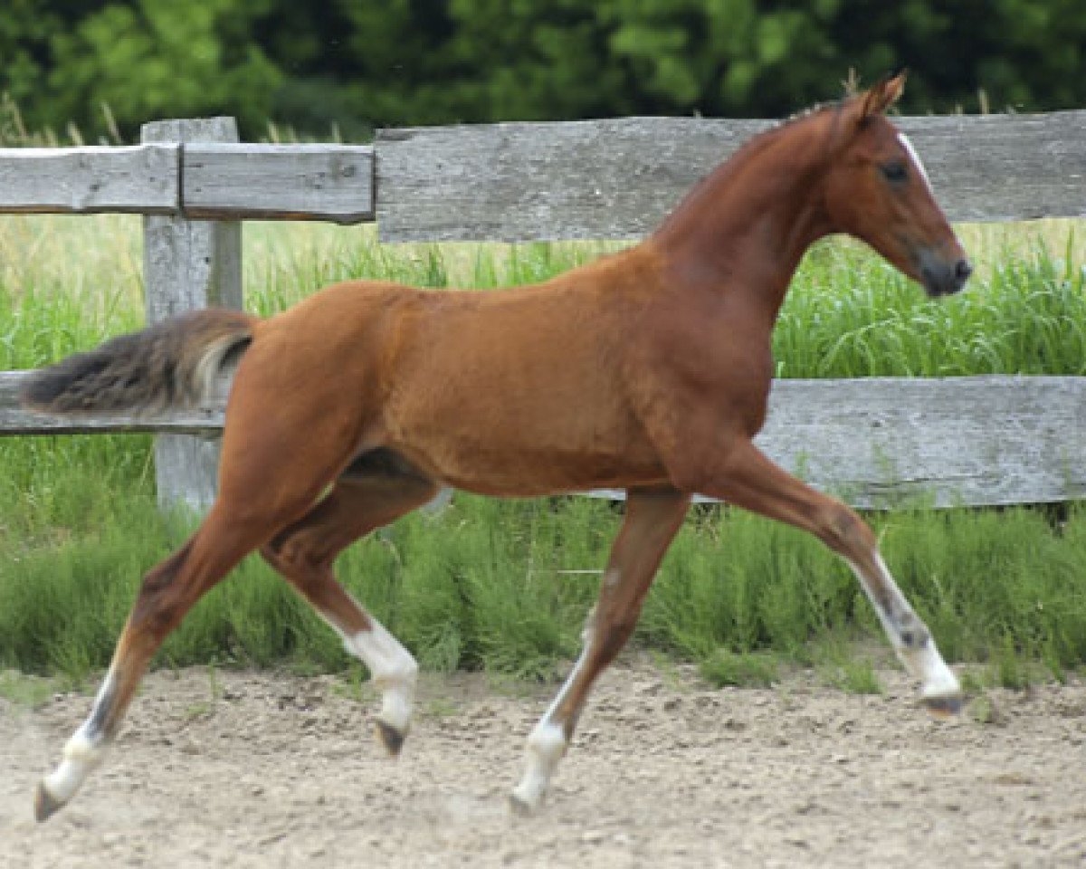 jumper Caracajou Ip (German Riding Pony, 2013, from Casino de Luxe)
