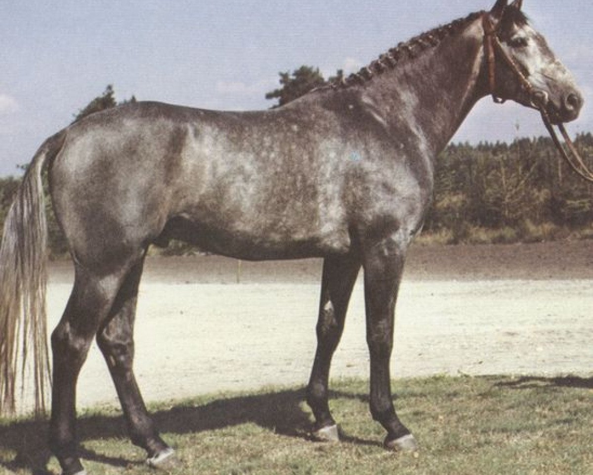 Deckhengst Weissherbst (Hannoveraner, 1978, von Wendepunkt)