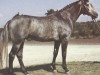 stallion Weissherbst (Hanoverian, 1978, from Wendepunkt)