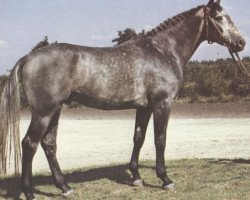 stallion Weissherbst (Hanoverian, 1978, from Wendepunkt)