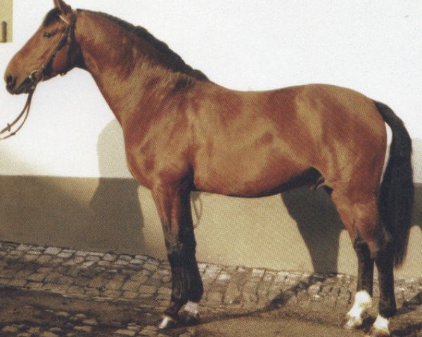 stallion Arpad (Hanoverian, 1979, from Aderlass)