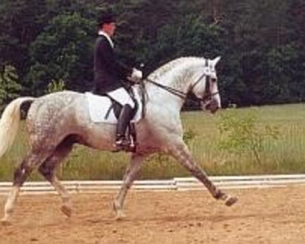 stallion Kornfink (Saxony-Anhaltiner, 1989, from Kolibri)