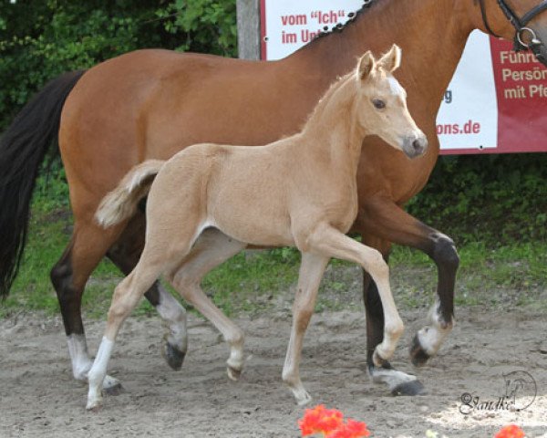 broodmare Golden Anina (Westphalian, 2013, from Golden Atreju)