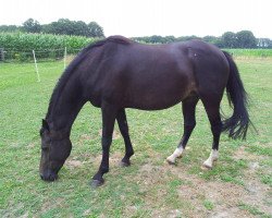 broodmare Chirko' s Diva (German Riding Pony, 2005, from Chirko)