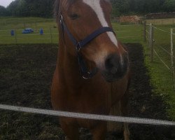 Pferd Latino 248 (Deutsches Reitpony, 2001, von Lady's Wise Guy)