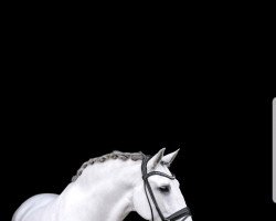 dressage horse Chunguito (Pura Raza Espanola (PRE), 2007)