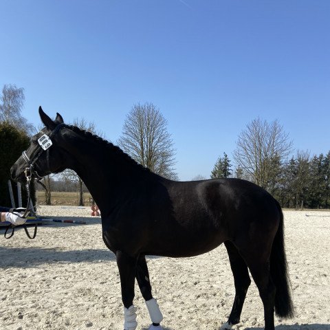 broodmare Dreamlight (German Sport Horse, 2018, from Heinrich Heine)