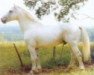 stallion Island Earl (Connemara Pony, 1963, from Carna Dun)