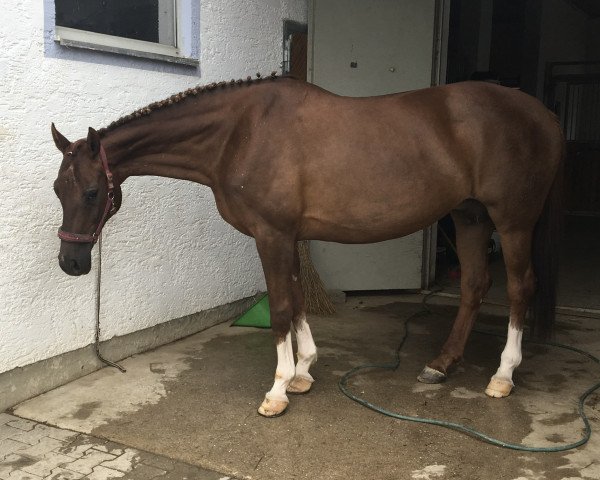 broodmare Daylight (Bavarian, 2003, from Abanos)