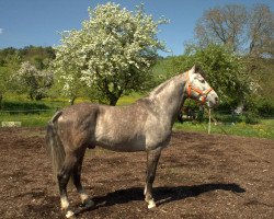 stallion Heraldico CA III (Pura Raza Espanola (PRE), 2007, from Invasor VI)