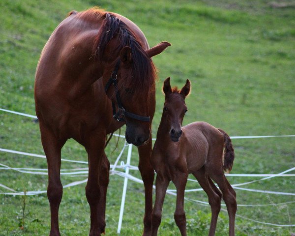 broodmare Fiesta CA (Pura Raza Espanola (PRE), 2006, from Tejedor VII)