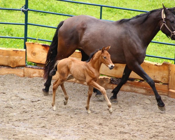 broodmare Heredera CA (Pura Raza Espanola (PRE), 2008, from Azabache X)