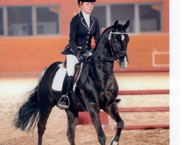 stallion Man in Black (German Riding Pony, 2002, from Mozart)