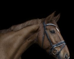 dressage horse Lambodino (Hanoverian, 2012, from Londontime)